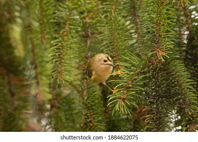 Goldcrest In Fir Tree British Winter 