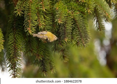 Goldcrest In Fir Tree British Winter 