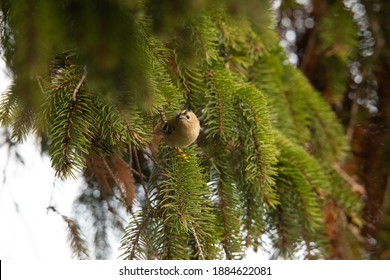 Goldcrest In Fir Tree British Winter 