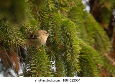 Goldcrest In Fir Tree British Winter 