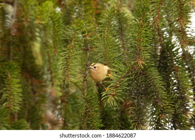 Goldcrest In Fir Tree British Winter 