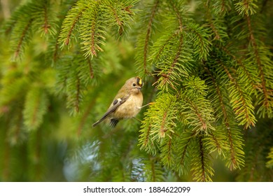 Goldcrest In Fir Tree British Winter 