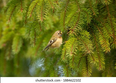 Goldcrest In Fir Tree British Winter 