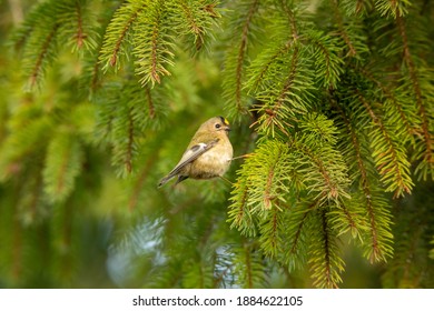 Goldcrest In Fir Tree British Winter 