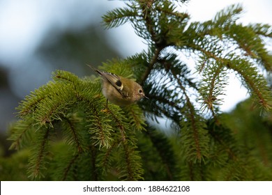 Goldcrest In Fir Tree British Winter 