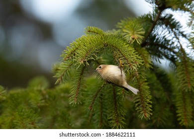 Goldcrest In Fir Tree British Winter 