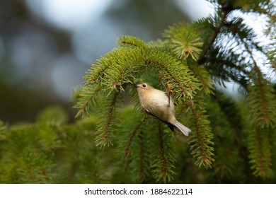 Goldcrest In Fir Tree British Winter 