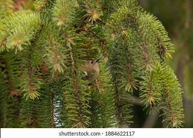 Goldcrest In Fir Tree British Winter 