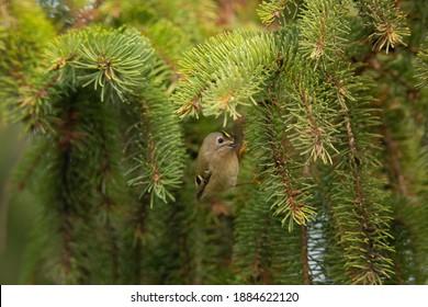 Goldcrest In Fir Tree British Winter 