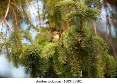 Goldcrest In Fir Tree UK Regulus Regulus