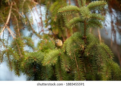 Goldcrest In Fir Tree UK Regulus Regulus