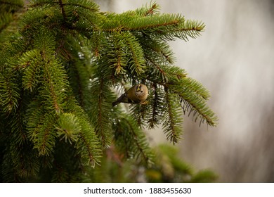 Goldcrest In Fir Tree UK Regulus Regulus