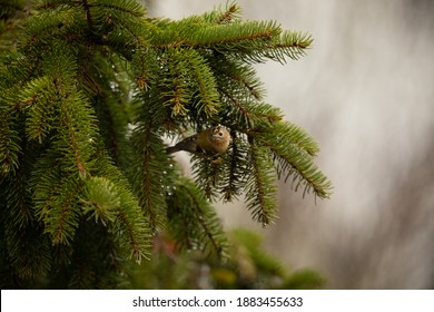 Goldcrest In Fir Tree UK Regulus Regulus