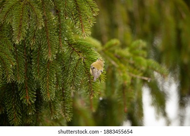 Goldcrest In Fir Tree UK Regulus Regulus