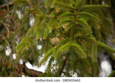 Goldcrest In Fir Tree UK Regulus Regulus