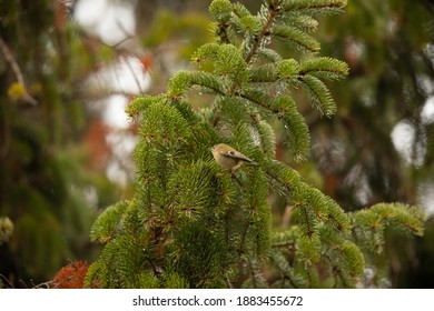 Goldcrest In Fir Tree UK Regulus Regulus