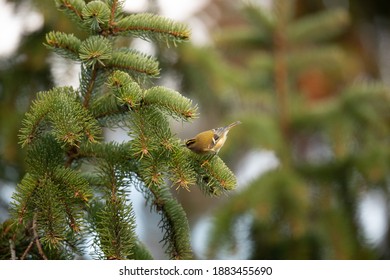 Goldcrest In Fir Tree UK Regulus Regulus