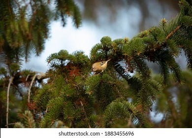 Goldcrest In Fir Tree UK Regulus Regulus