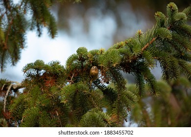 Goldcrest In Fir Tree UK Regulus Regulus