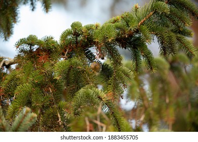 Goldcrest In Fir Tree UK Regulus Regulus