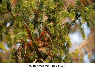 Goldcrest In Fir Tree UK Regulus Regulus