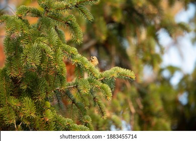 Goldcrest In Fir Tree UK Regulus Regulus