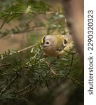 Goldcrest in the forest of Cheile Nerei, Romania