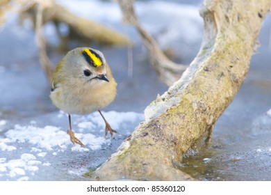 Goldcrest On A Branch In Winter