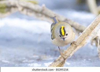 Goldcrest On A Branch In Winter