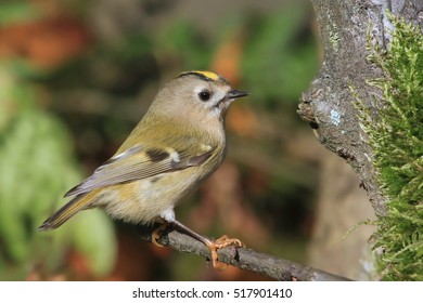 Goldcrest (Regulus Regulus)