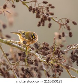 Goldcrest (Regulus Regulus) Feeds In The Trees, Forest Of Dean. Cute, Tiny UK Songbird.