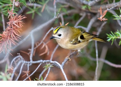 Goldcrest, regulus regulus, golden-crested kinglet. The smallest bird in Eurasia. - Shutterstock ID 2186508815