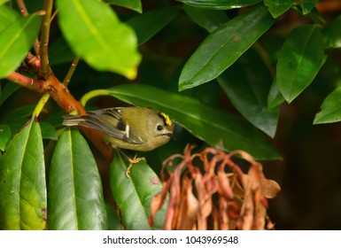 Goldcrest (Regulus Regulus) Perched On A Branch, UK