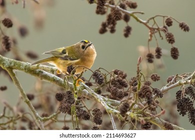 Goldcrest (Regulus Regulus) Perched In A Tree. Tiny British Songbird In Its Habitat, Forest Of Dean, UK