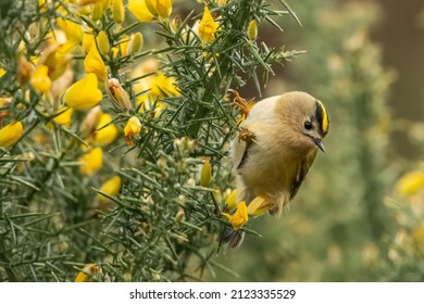 Goldcrest (Regulus Regulus) Perches On A Gorse Bush While Feeding. Cute And Tiny UK Songbird In North Wales.