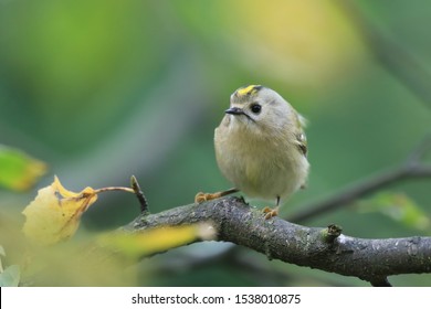 Goldcrest Sitting On The Branch (Regulus Regulus) European Smallest Songbird In The Nature Habitat. The Goldcrest Is A Very Small Passerine Bird In The Kinglet Family