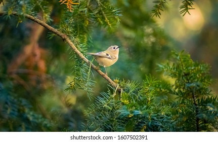 Goldcrest Sitting On The Spruce Twig Regulus Regulus European Smallest Songbird In The Nature Habitat. The Goldcrest Is A Very Small Passerine Bird In The Kinglet Family. The Best Photo