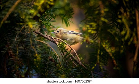 Goldcrest Sitting On The Spruce Twig Regulus Regulus European Smallest Songbird In The Nature Habitat. The Goldcrest Is A Very Small Passerine Bird In The Kinglet Family. The Best Photo