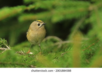 Goldcrest Sitting On The Spruce Twig (Regulus Regulus) Wildlife Scene From Nature. European Smallest Songbird In The Nature Habitat.