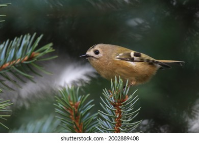 Goldcrest Sitting On The Spruce Twig (Regulus Regulus) Wildlife Scene From Nature. European Smallest Songbird In The Nature Habitat.