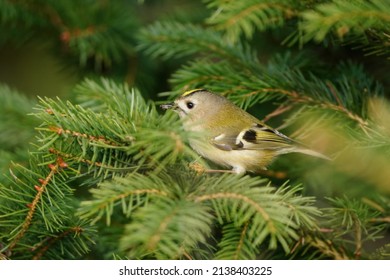 Goldcrest Sitting On The Spruce Twig (Regulus Regulus) Wildlife Scene From Nature. European Smallest Songbird In The Nature Habitat.