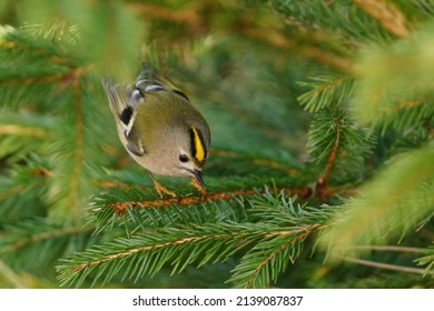 Goldcrest Sitting On The Spruce Twig (Regulus Regulus) Wildlife Scene From Nature. European Smallest Songbird In The Nature Habitat.