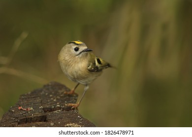 Goldcrest Sitting On The Stump (Regulus Regulus) Wildlife Scene From Nature. European Smallest Songbird In The Nature Habitat.