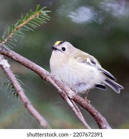 Goldcrest Is A Small Bird