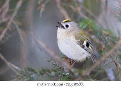 Goldcrest Is A Small Bird