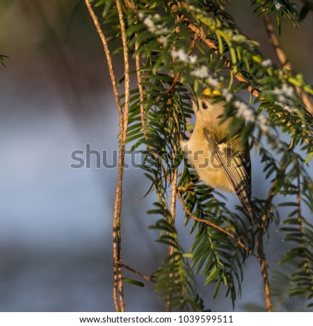 Goldcrest in tree