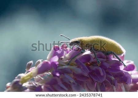 Gold-dust beetle - Gold Dust Weevil hypomeces squamosus fabricius (Arthropoda: Insecta: Coleoptera: Curculionidae: Entiminae: Tanymecini: Piazomiina: Hypomeces squamosus)
