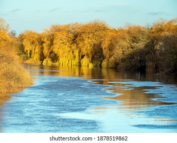 Golden Afternoon Light On Weeping Willow Trees Beside The River Ouse Near York, England, In Winter