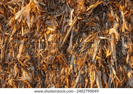 Golden Agricultural Memories: Texture of Corn Residue in a Bale at Sunset. Stock foto © 