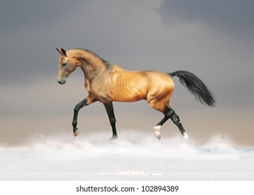 golden akhal-teke horse